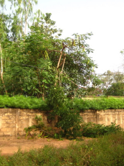 03 Un Arbre Elague